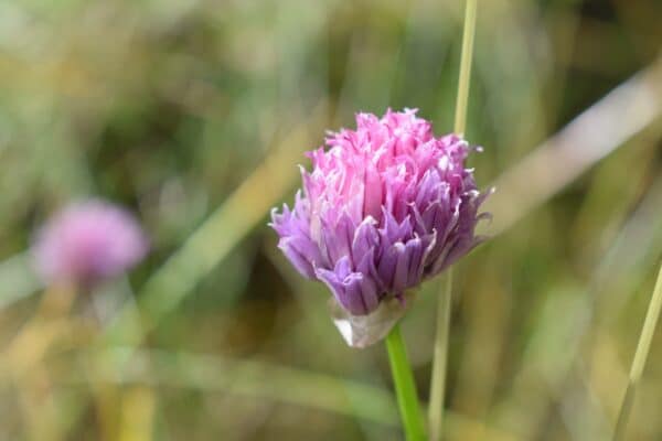 40x60cm Lerrets Trykk - Natur foto 01
