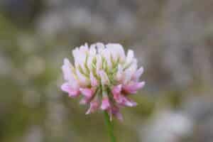 40x60cm Lerrets Trykk - Natur foto 02