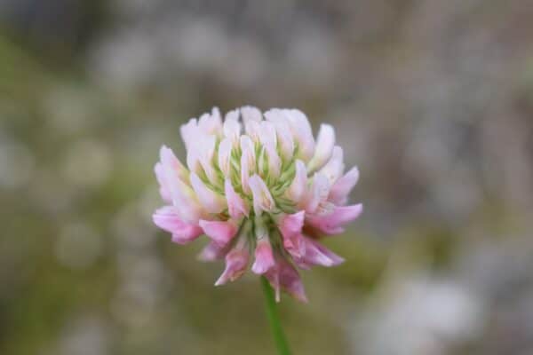40x60cm Lerrets Trykk - Natur foto 02