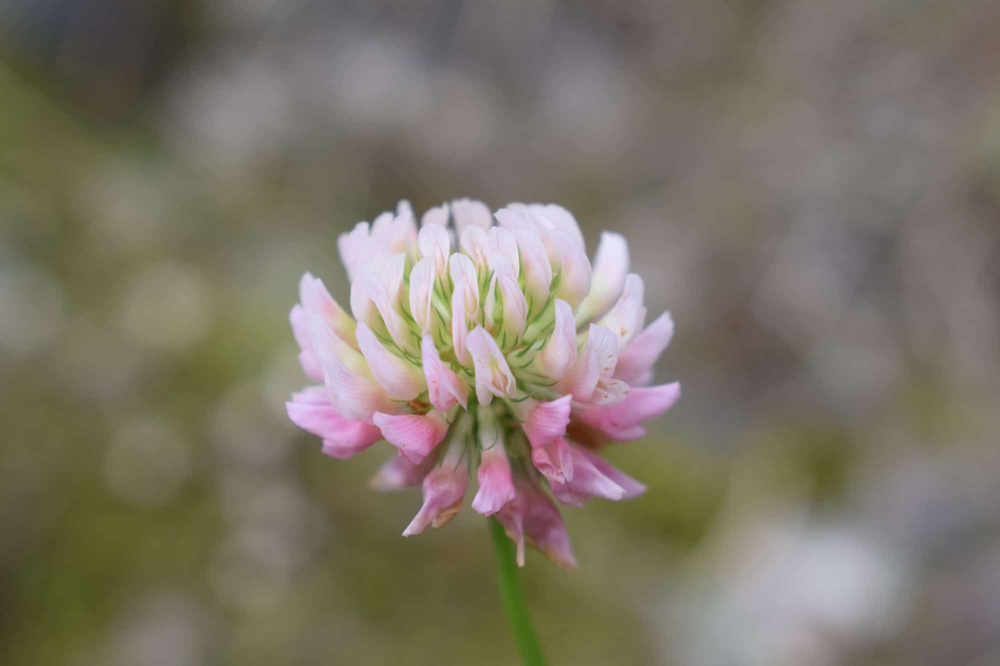 40x60cm Lerrets Trykk - Natur foto 02