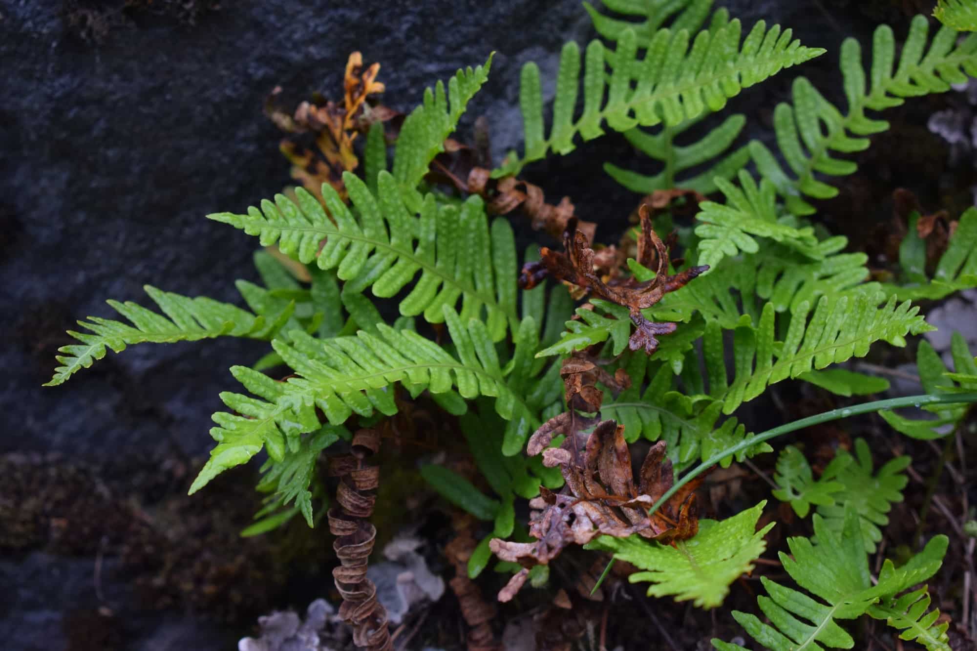 40x60cm Lerrets Trykk - Natur foto 03