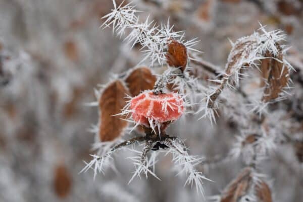 40x60cm Lerrets Trykk - Natur foto 04