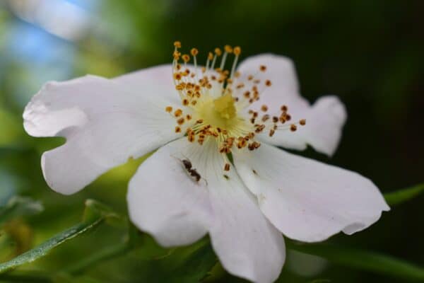 40x60cm Lerrets Trykk - Natur foto 05