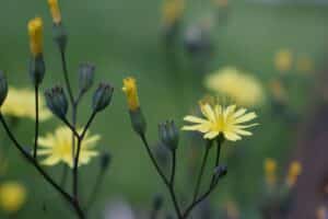 40x60cm Lerrets Trykk - Natur foto 08
