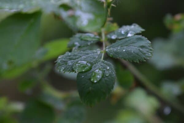 40x60cm Lerrets Trykk - Natur foto 10