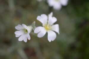 40x60cm Lerrets Trykk - Natur foto 15