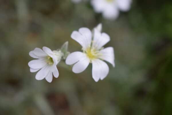 40x60cm Lerrets Trykk - Natur foto 15