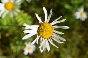 40x60cm Lerrets Trykk - Natur foto 22