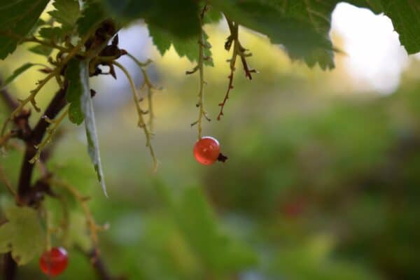 40x60cm Lerrets Trykk - Natur foto 23