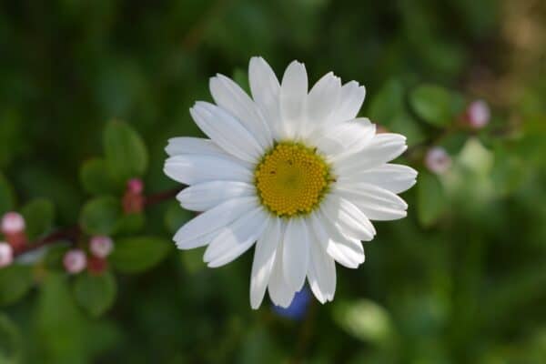 40x60cm Lerrets Trykk - Natur foto 30